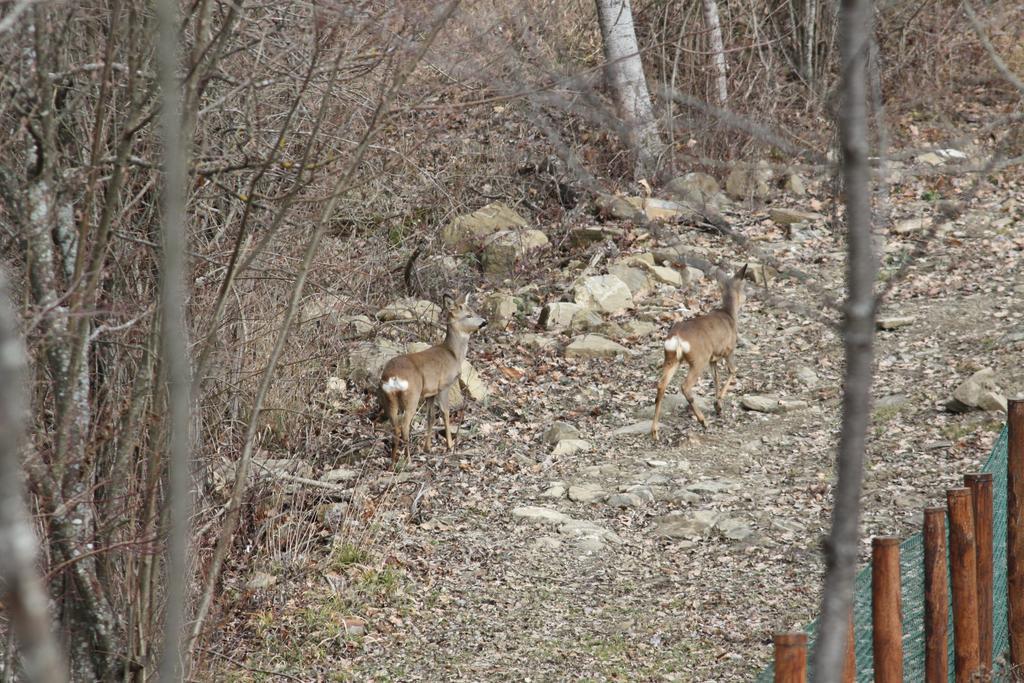 Ospitalita' Rurale Casa Cani Berceto Dış mekan fotoğraf